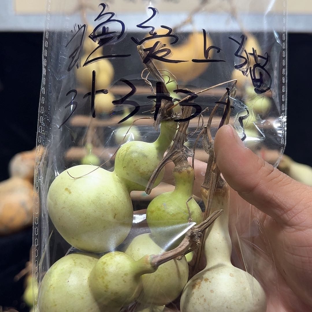 当***猫八宝定向定向定向