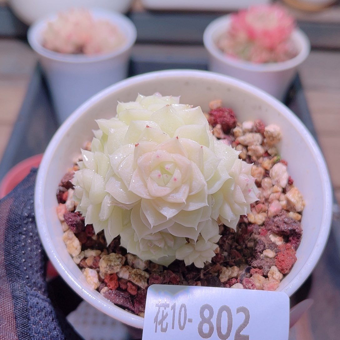 花利美10-802白天鹅