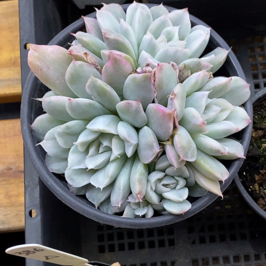 精品多肉一物一拍不包整29