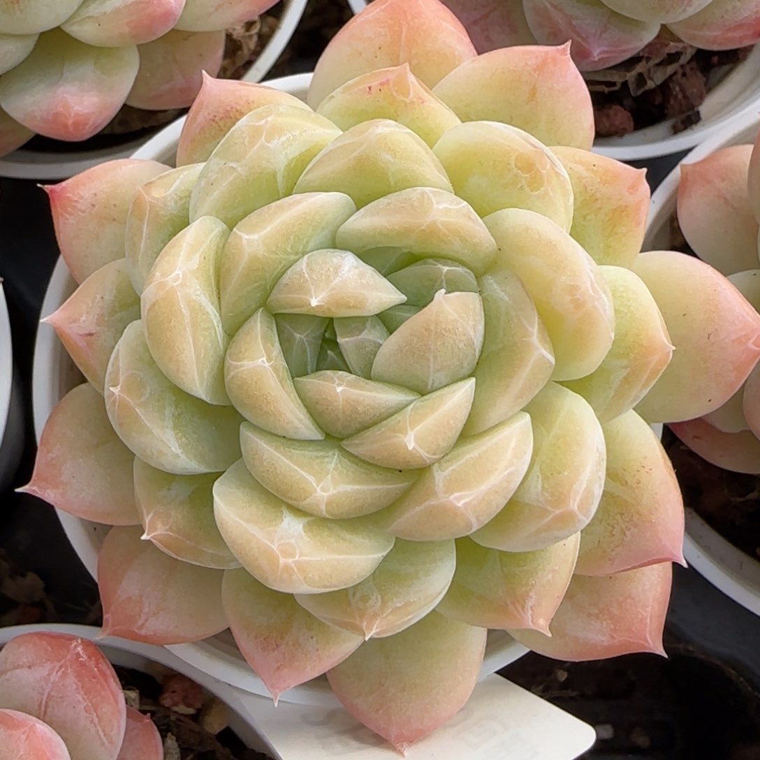 花语逸境0217-429