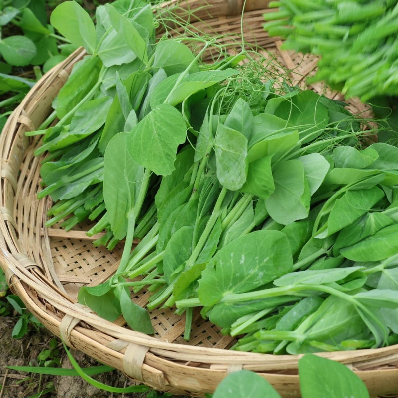 农家新鲜豌豆尖现摘现发时令蔬菜火锅食材