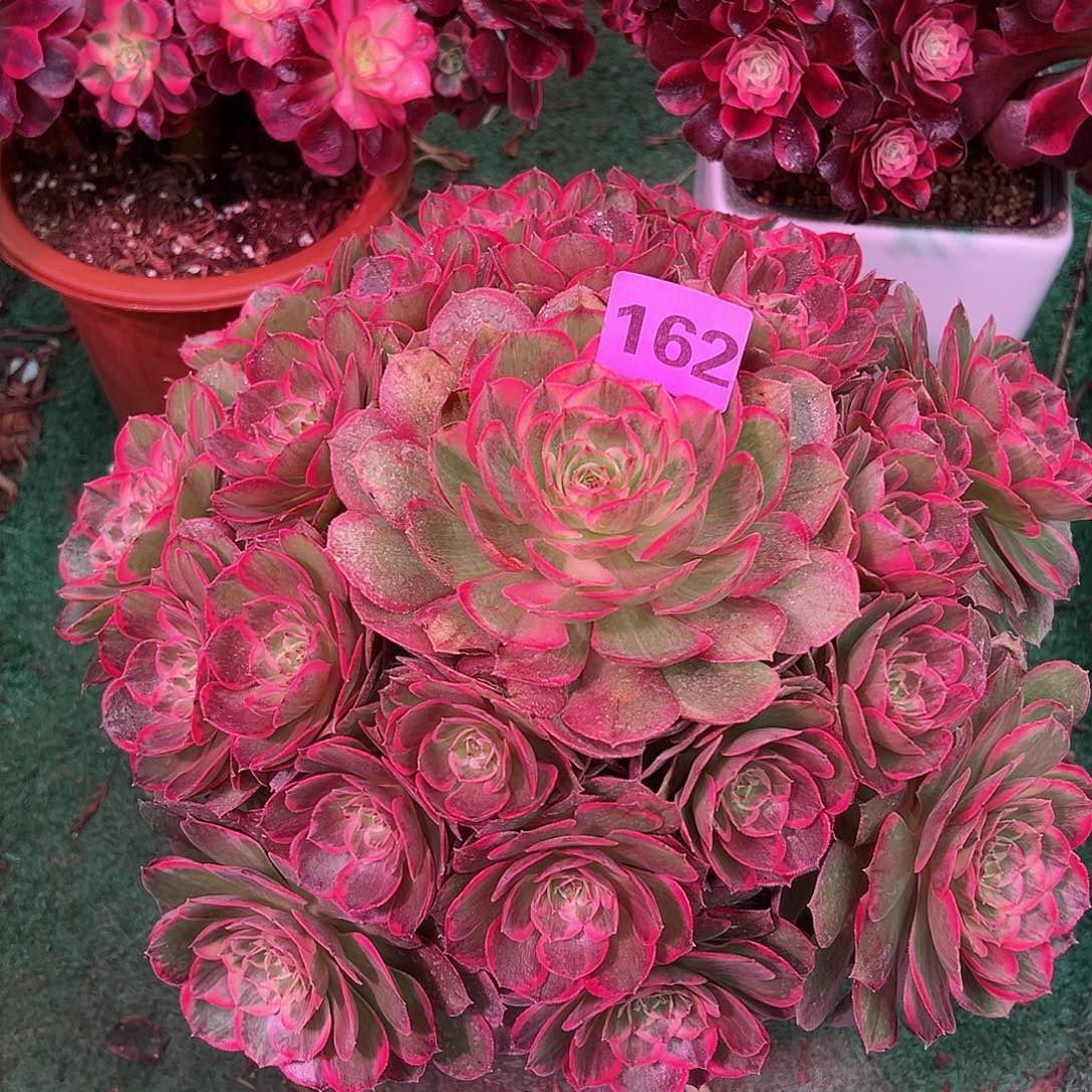 162粉花妖法师多肉植物