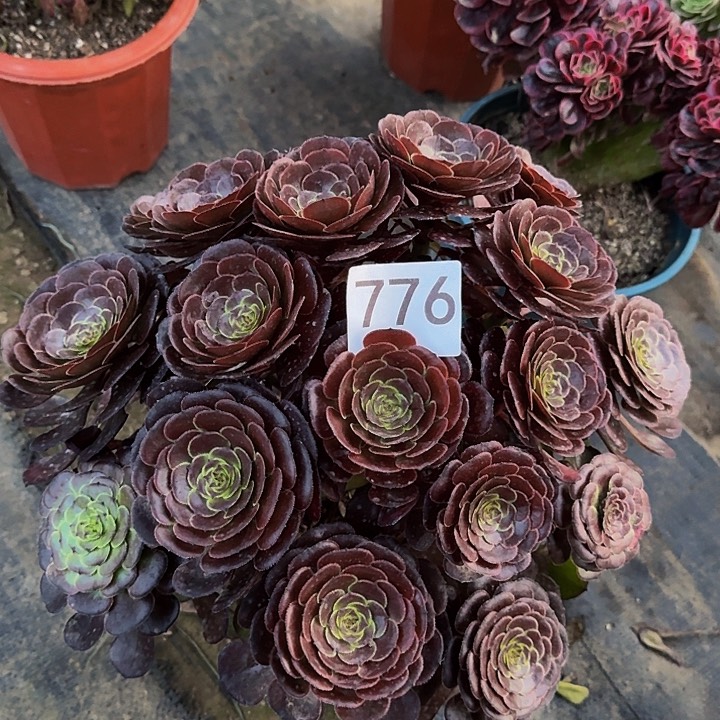 00000000000776萝莉