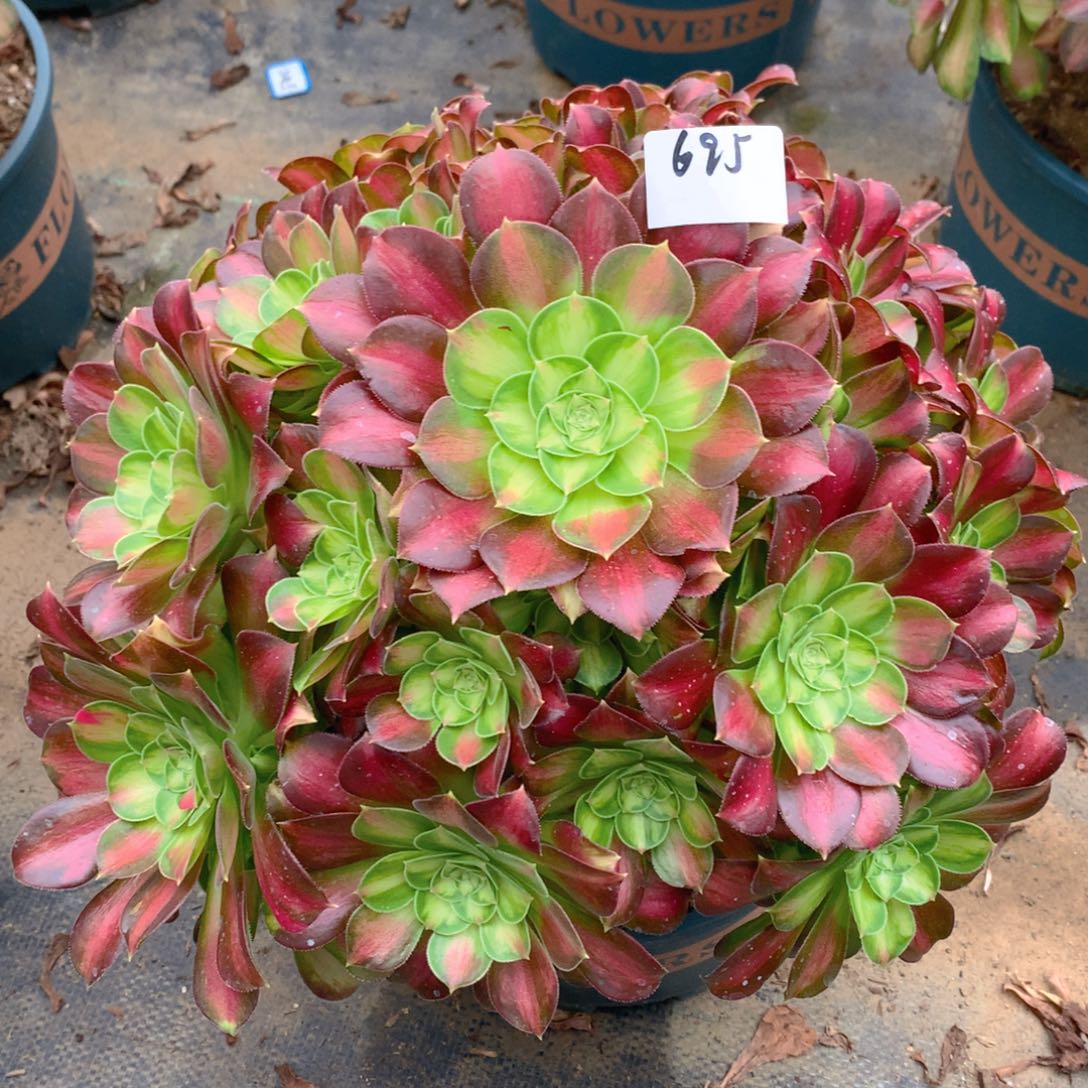 695韶华花精品大捧花
