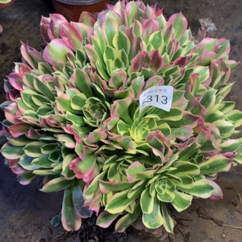 白凤多肉植物5313