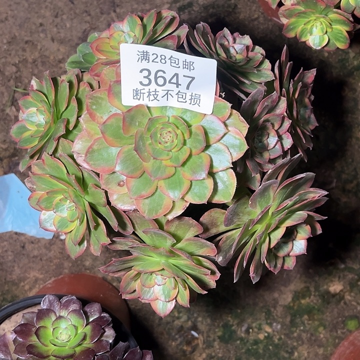 3647火狐多肉植物