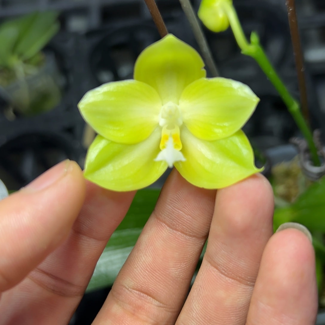 完全开放l620三寸ys1145