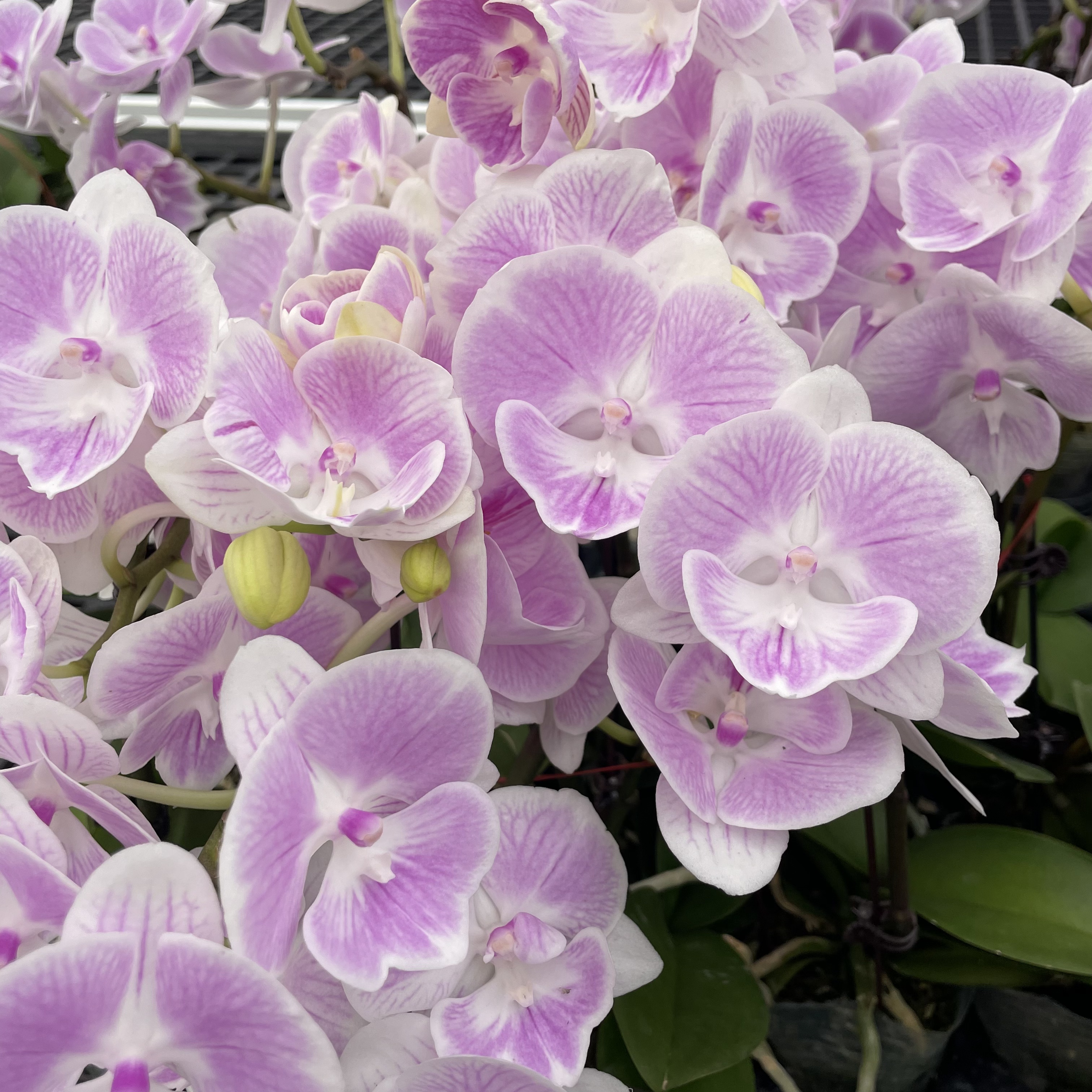 高品质蝴蝶兰【养乐多】带花剑带花苞四季开花室内好养盆栽