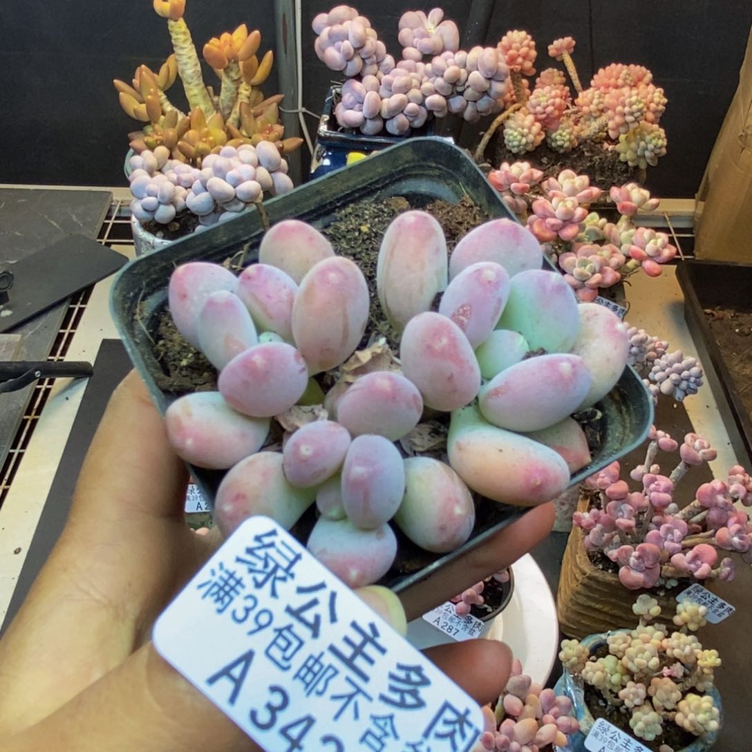 342稻田姬多肉5cm