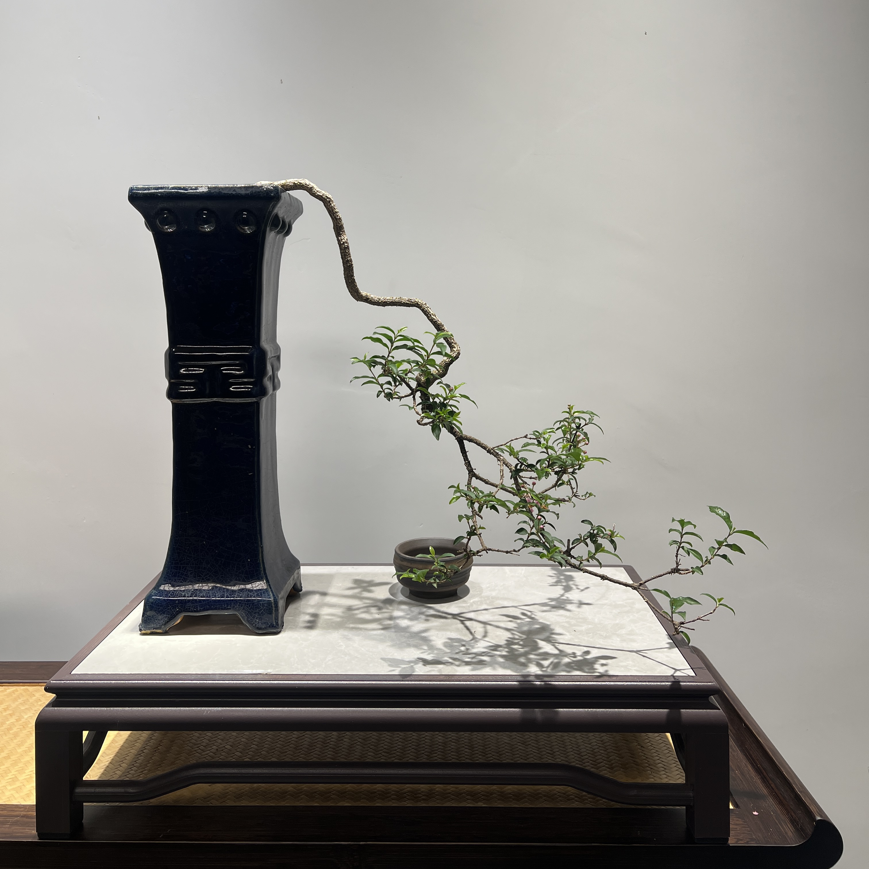 李氏殷桃 - 高筒大悬崖根艺开花精品盆景