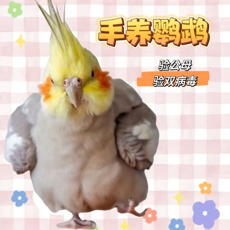 手养亲人鹦鹉活体一物一拍