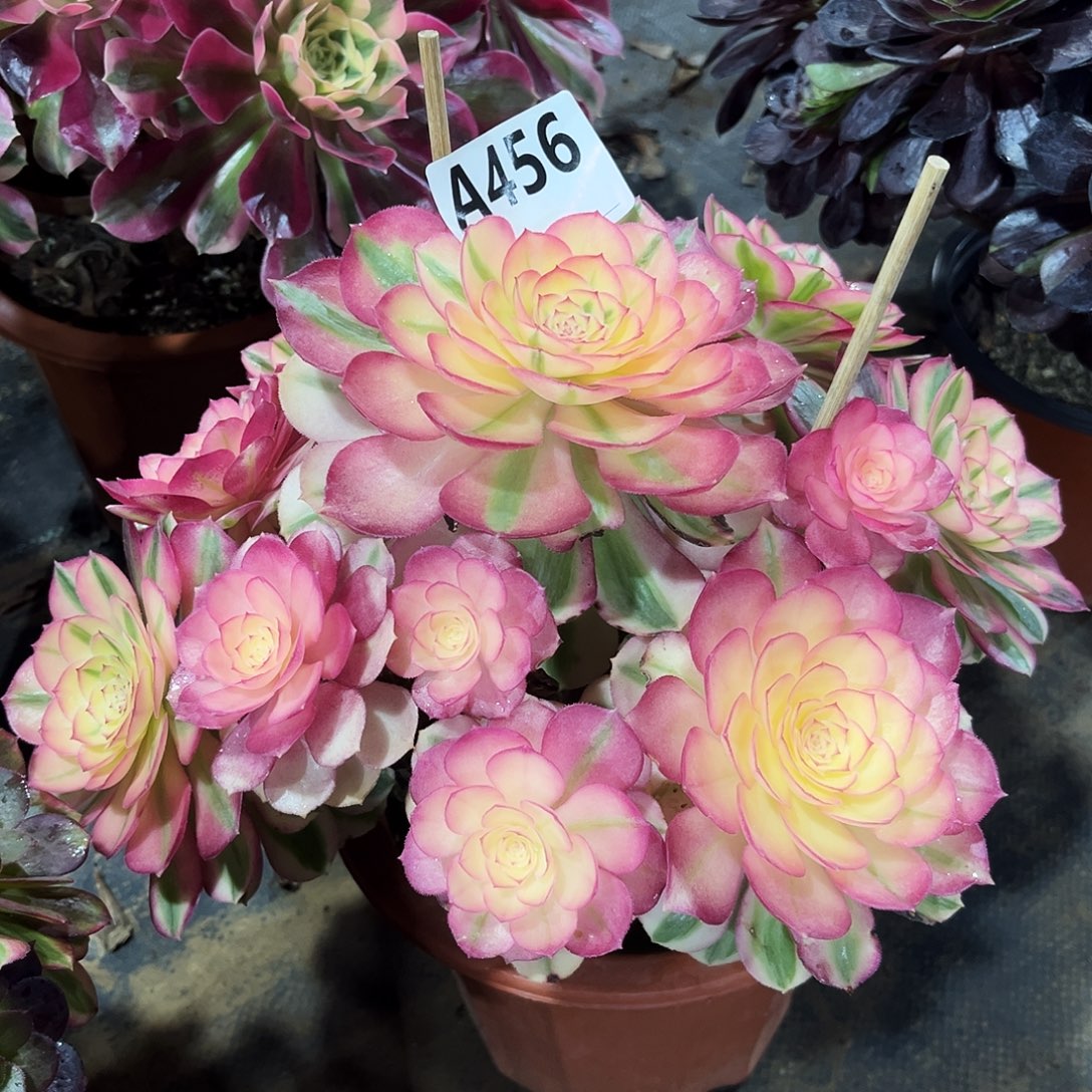 多肉植物倾城456多肉