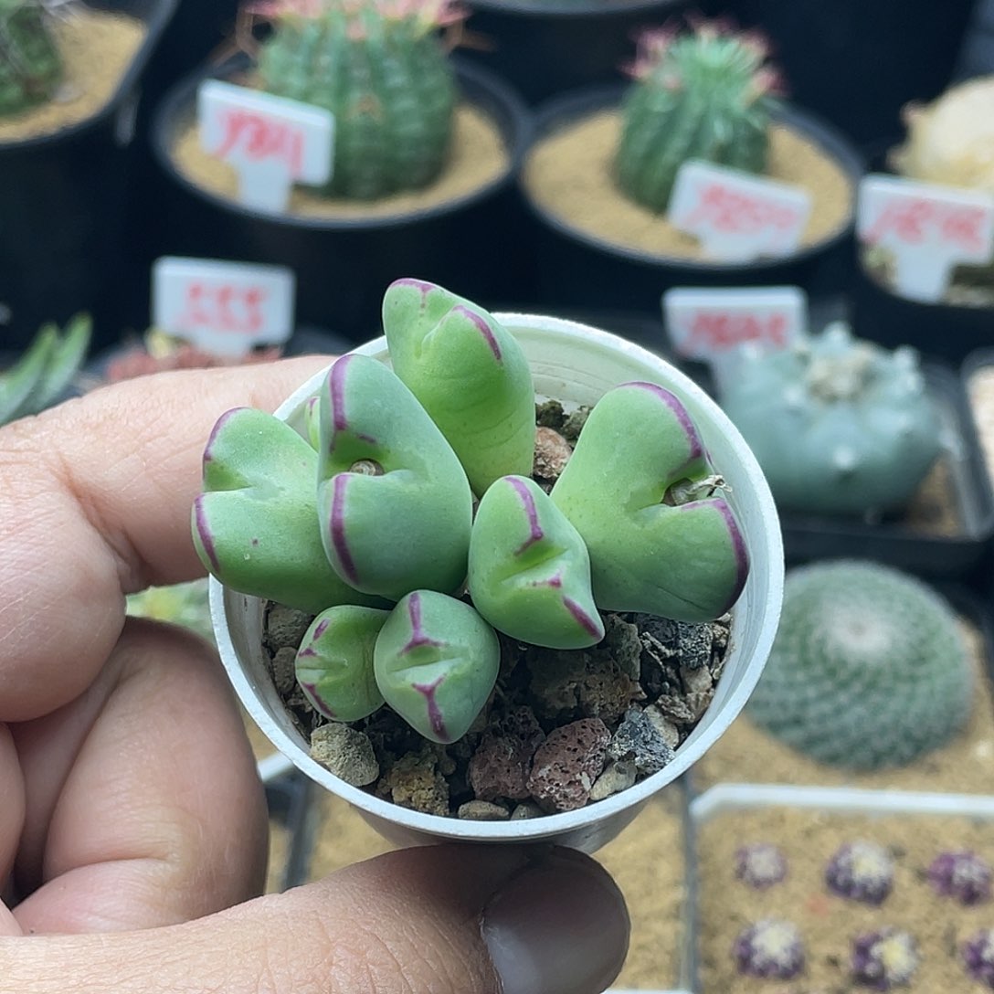 实生空蝉杂少将 致远多肉植物