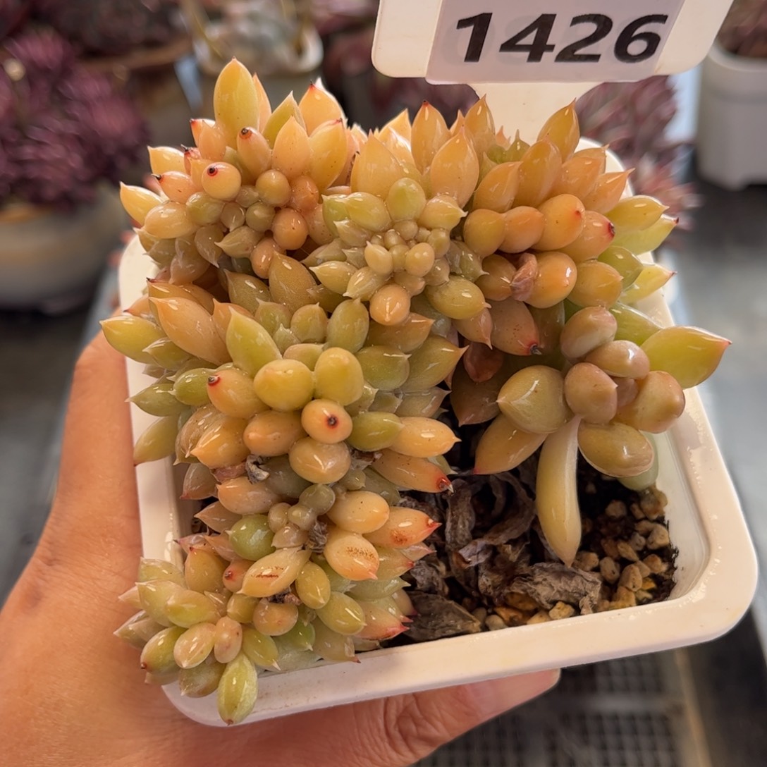 1426 天冷地区必拍保温箱