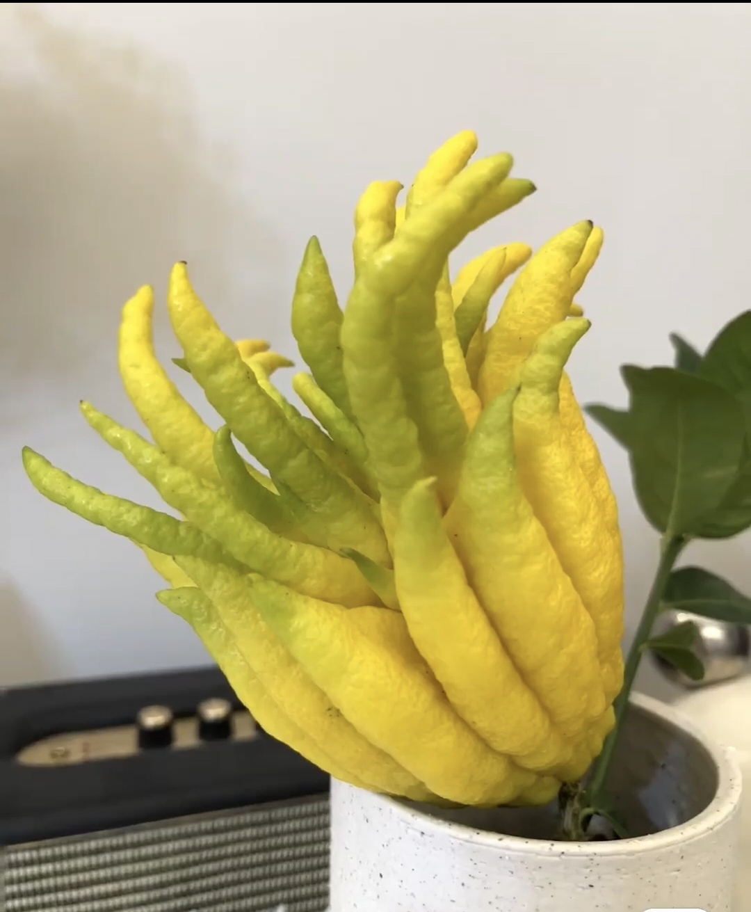 佛手观赏闻香寓意很好，一物一拍