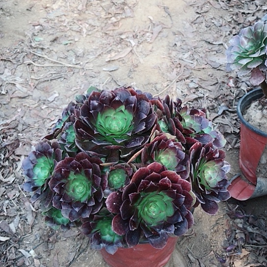 用***7赤焰莲法师000000011