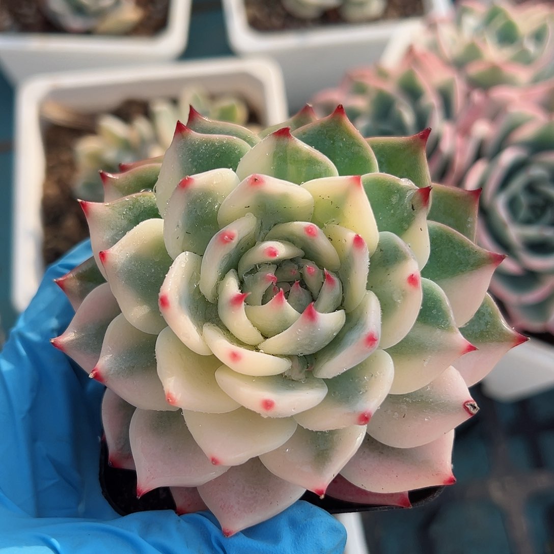 吉娃娃锦，叶心覆轮锦