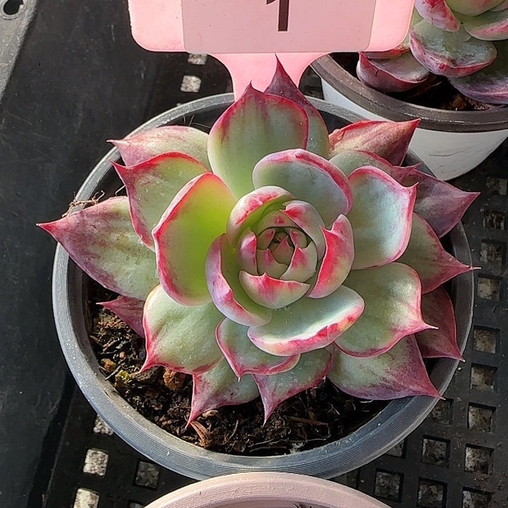 1 惊鸿仙子多肉植物6-9cm