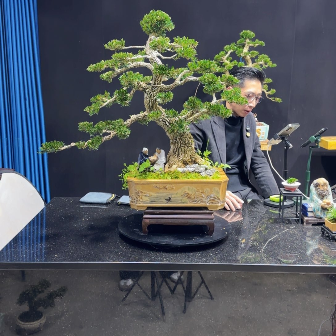 黄杨室内室外盆景艺术