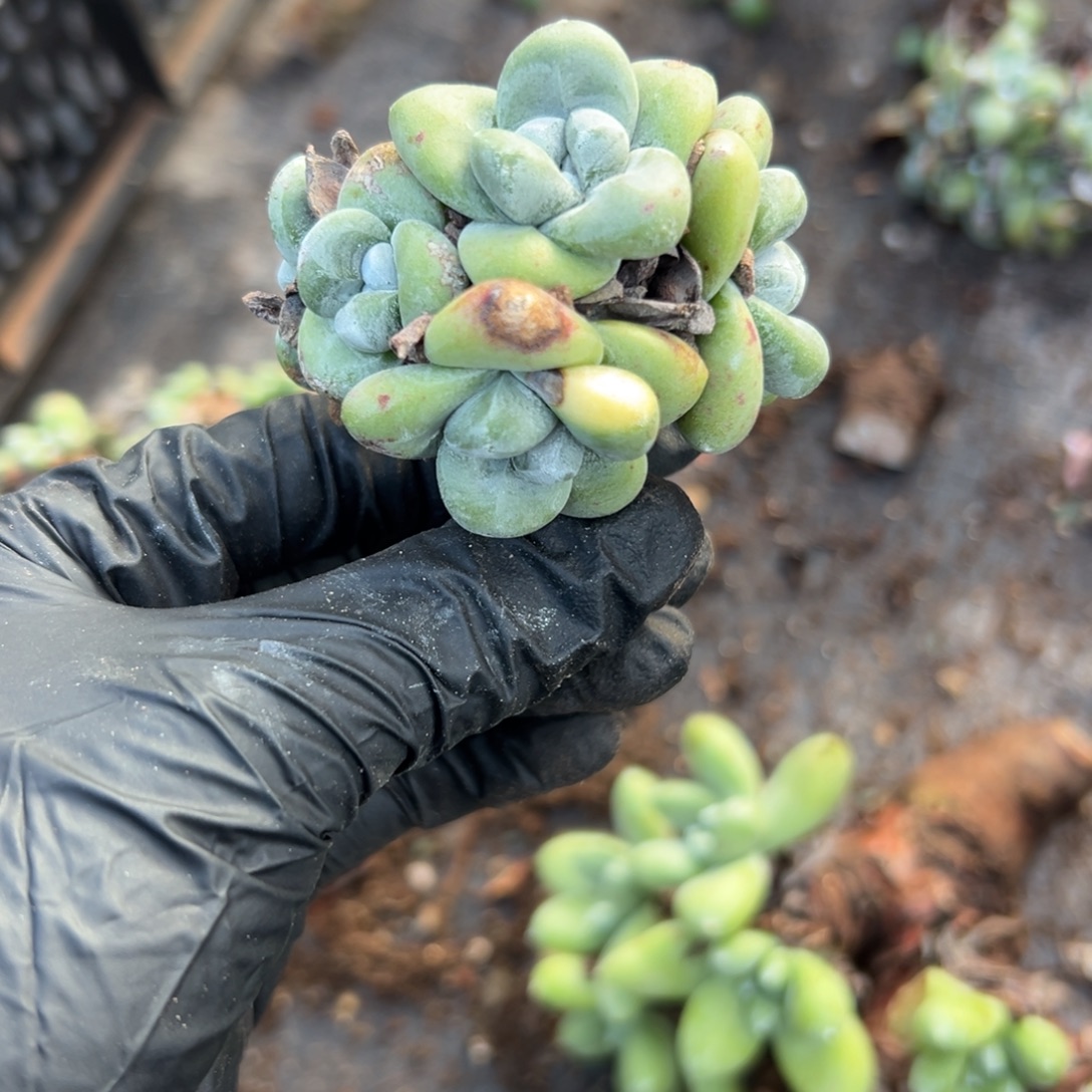 精致绿豆拇指～一物一拍就2281