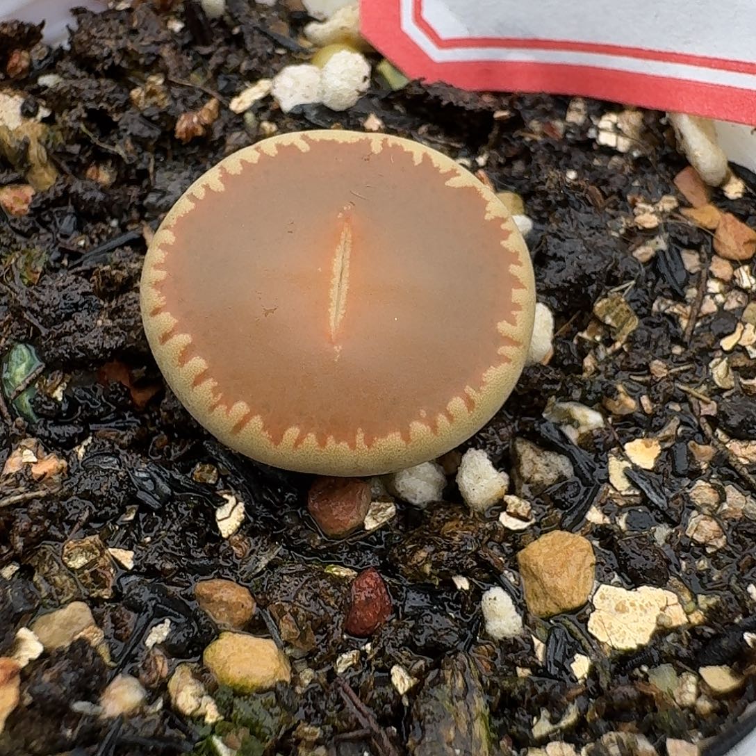 122净窗红光阳哈哈哈哈哈