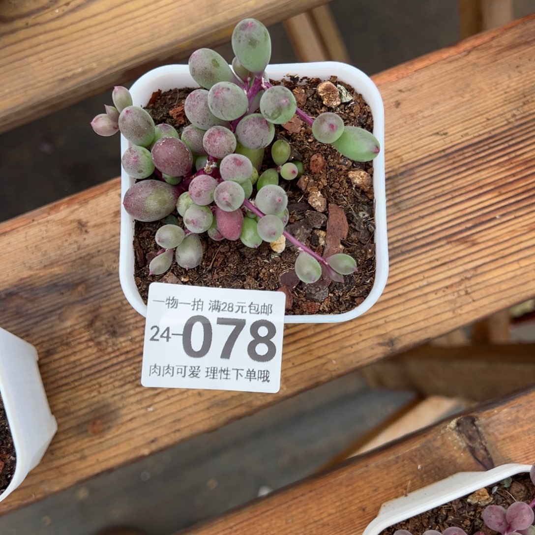 紫泡泡多肉多肉多肉多肉