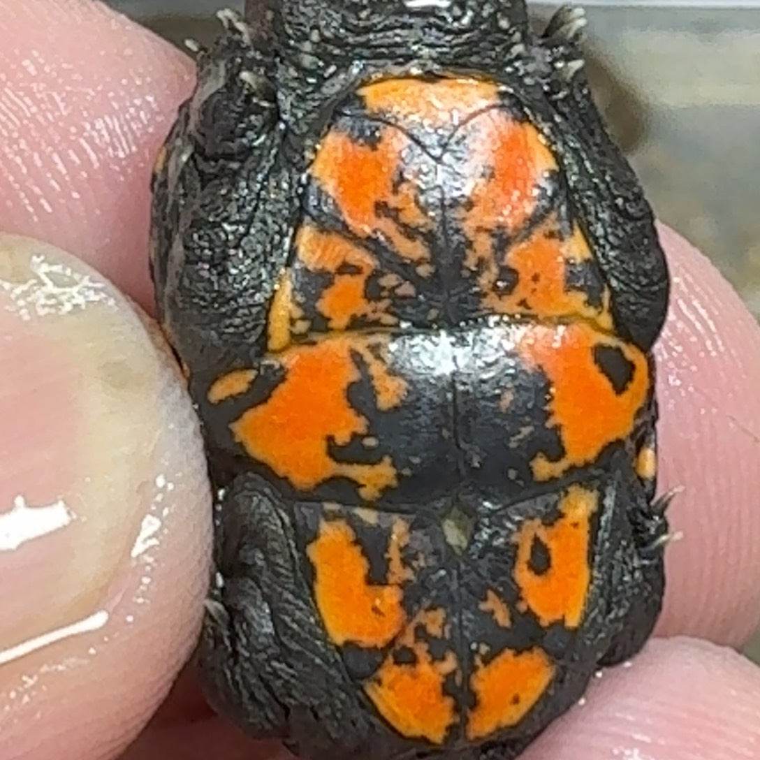 O***K不分公母宠物龟fjkjvbnnnm