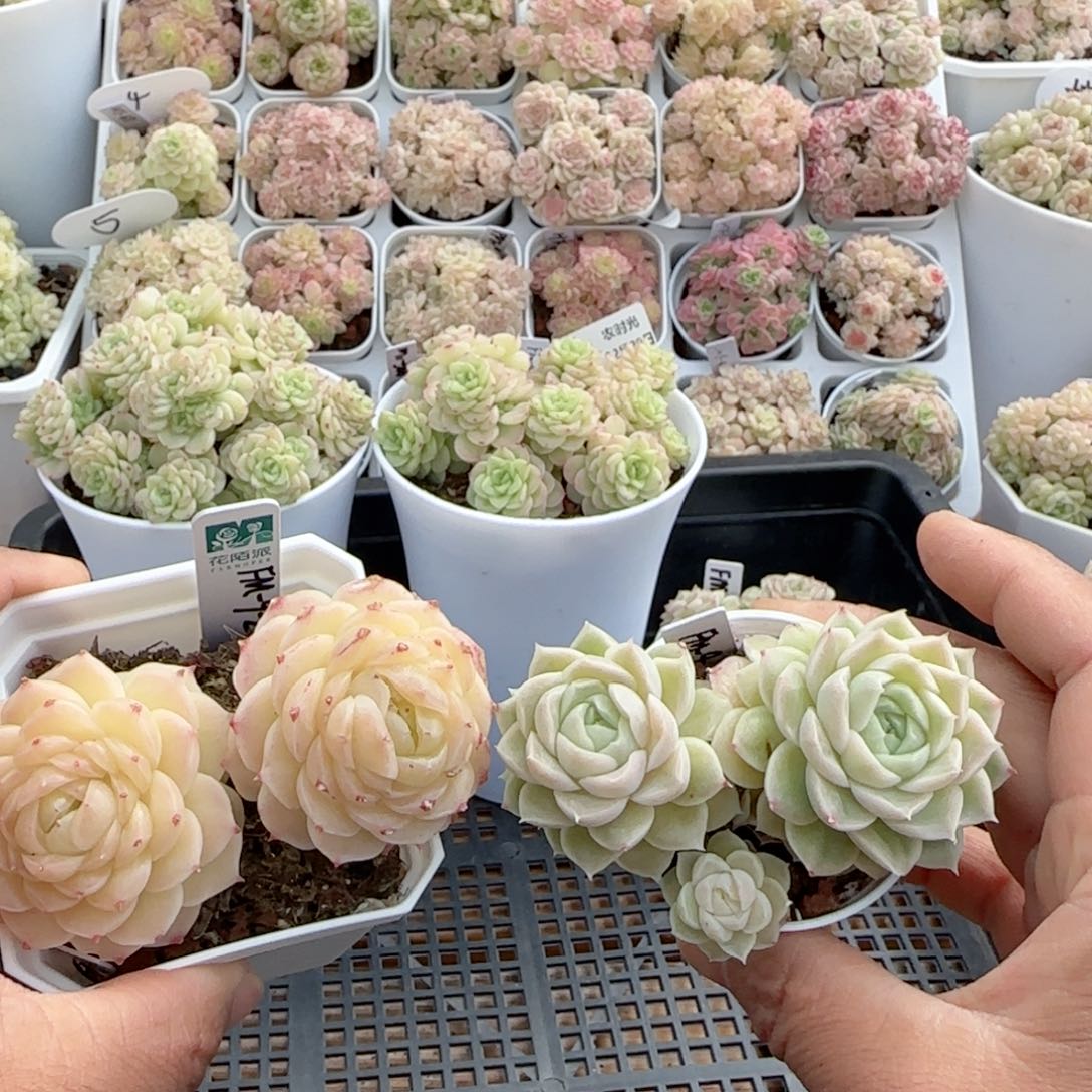 【闪购商品】0220-42（fm-9-2）