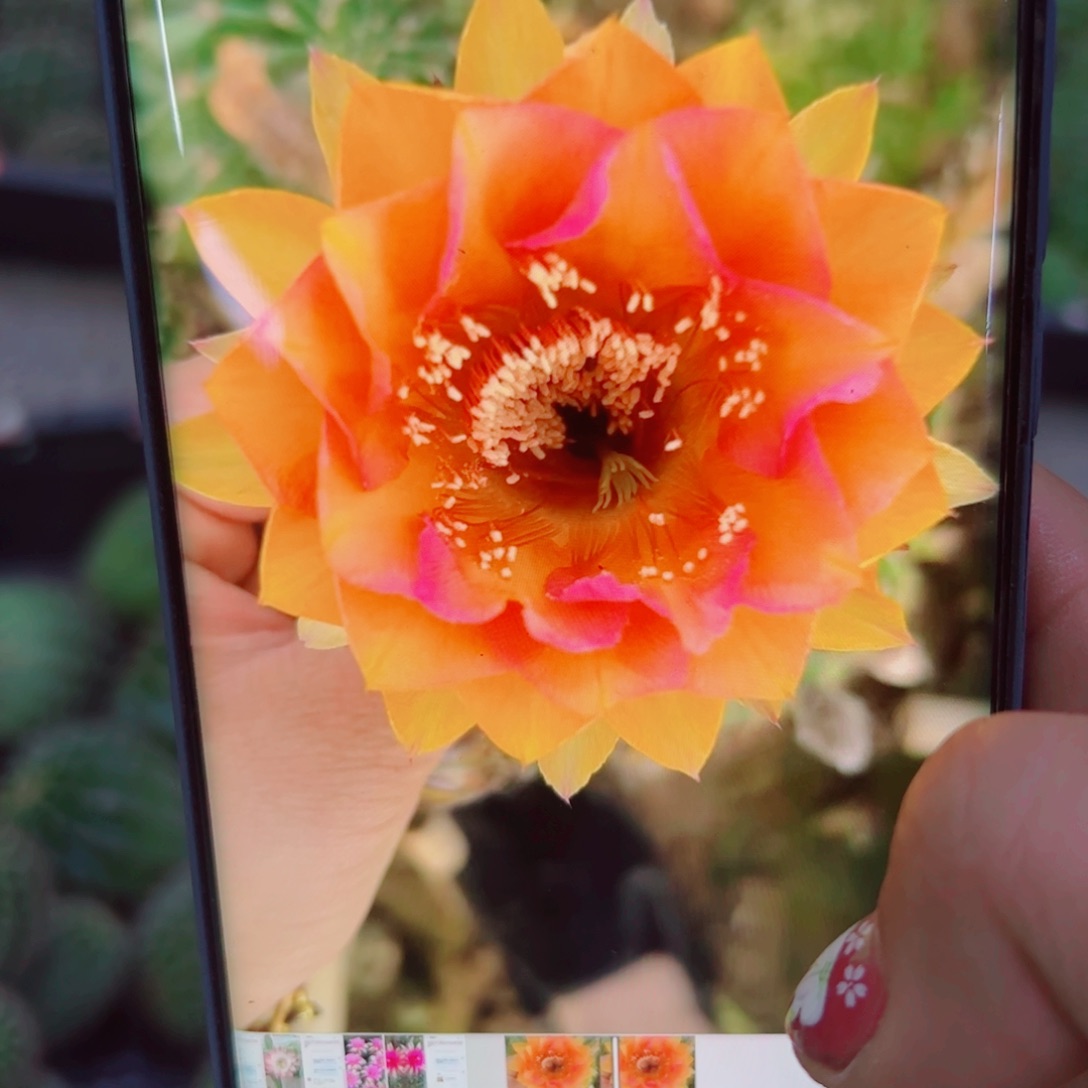 下69彩草黄金庆典歪无根侧芽4公分左右20包邮