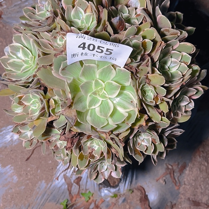 4055浣纱多肉植物