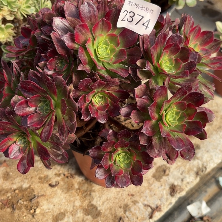 安娜锦多肉法师2374