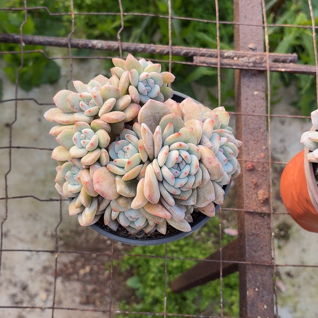 哭***梦星影朵朵群 脱土发货