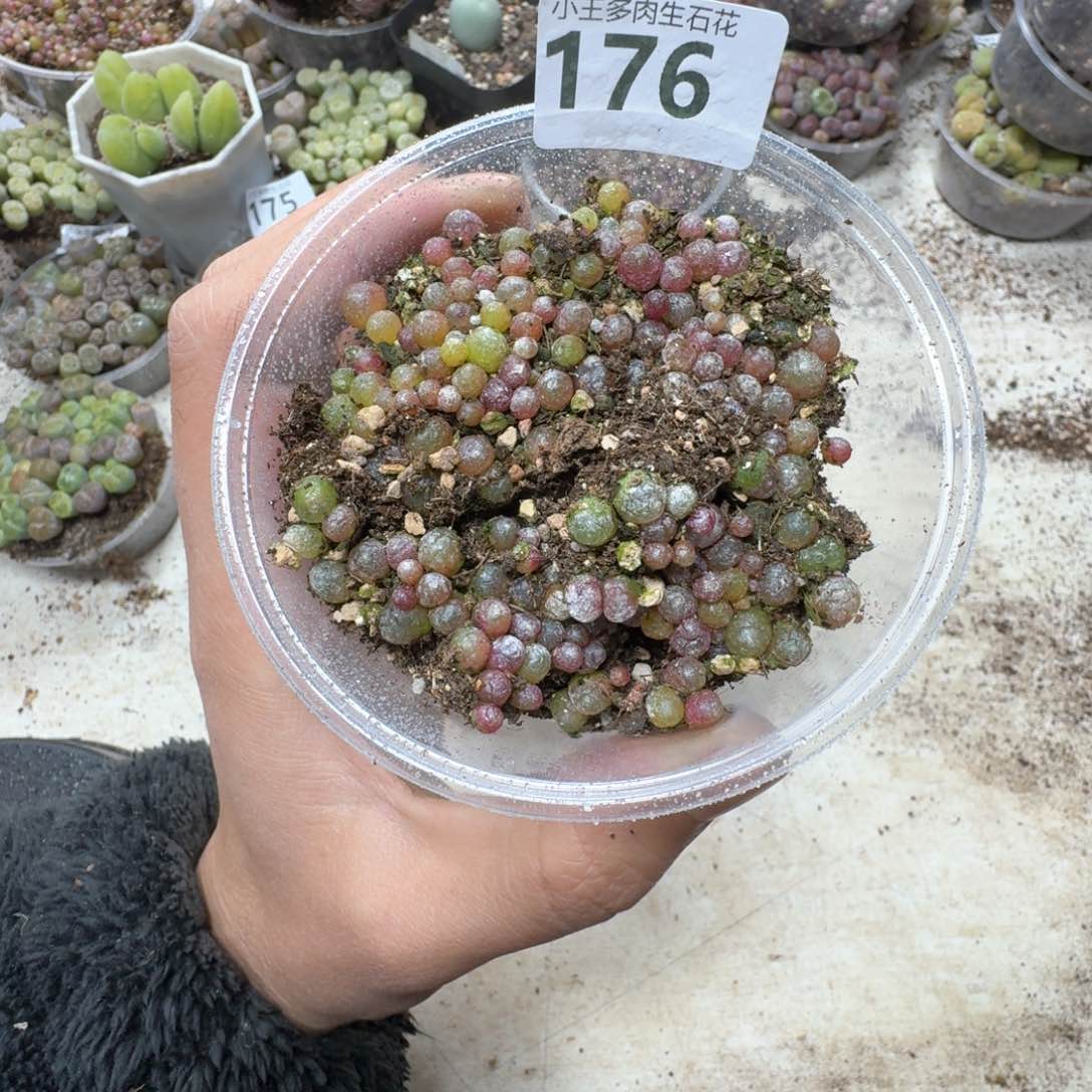 176小灯泡一盒。尺寸不大