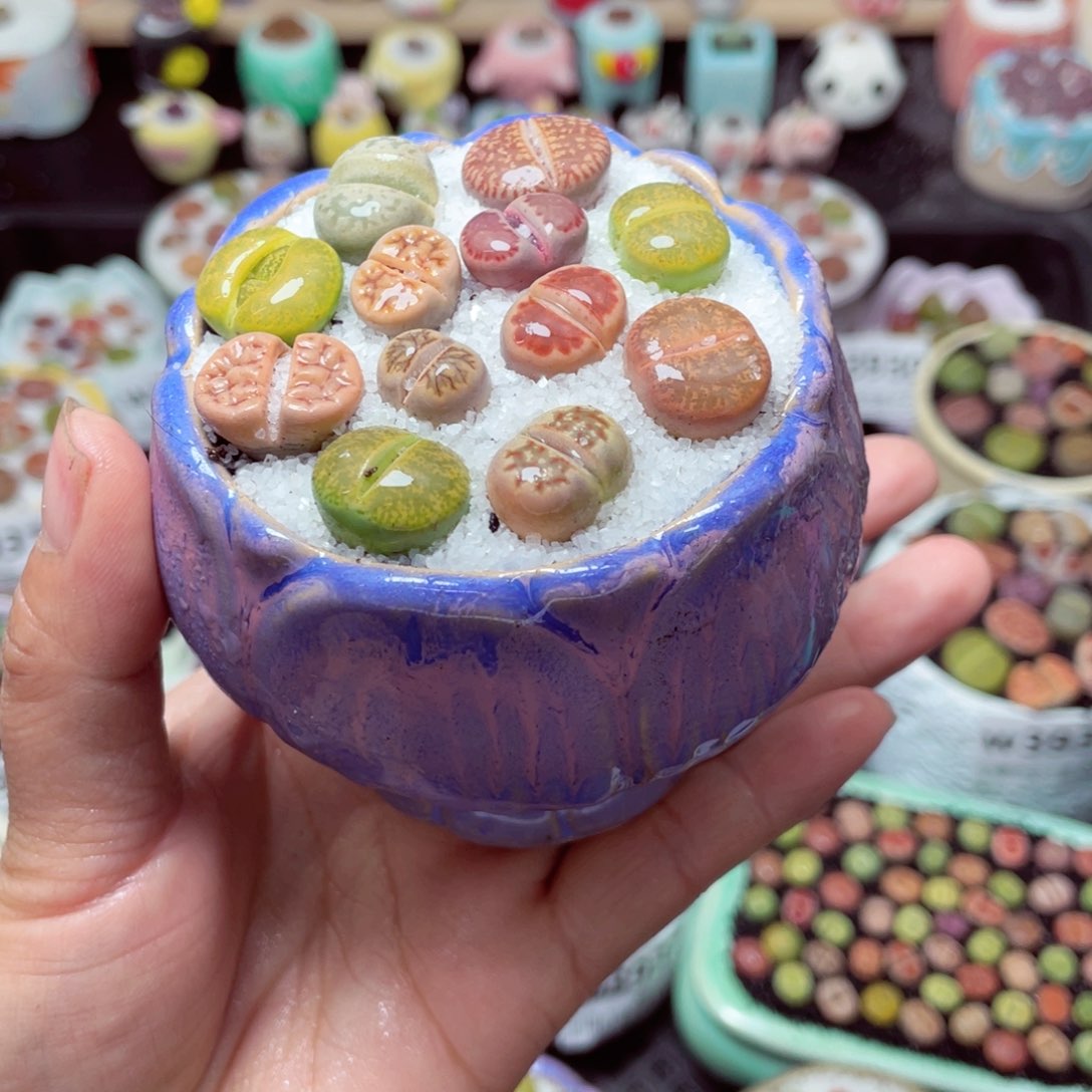 w3944 带盆土发货-零下地区拍保温箱