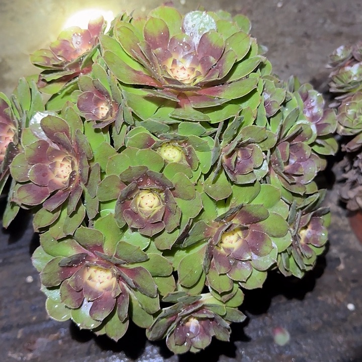 精品红心万圣节亏本福利