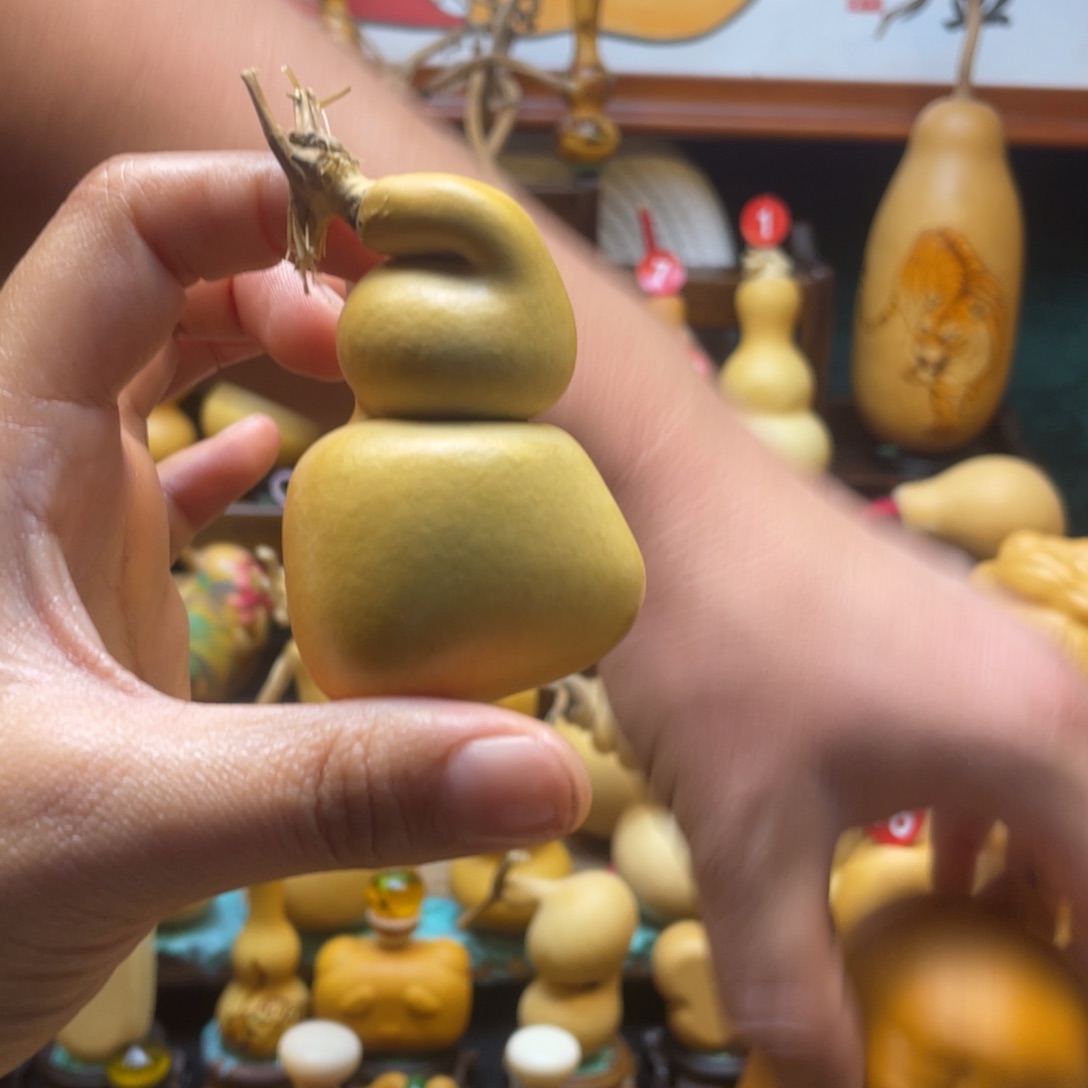 鲨**鱼葫芦等经济作物的栽培技术研究与开发