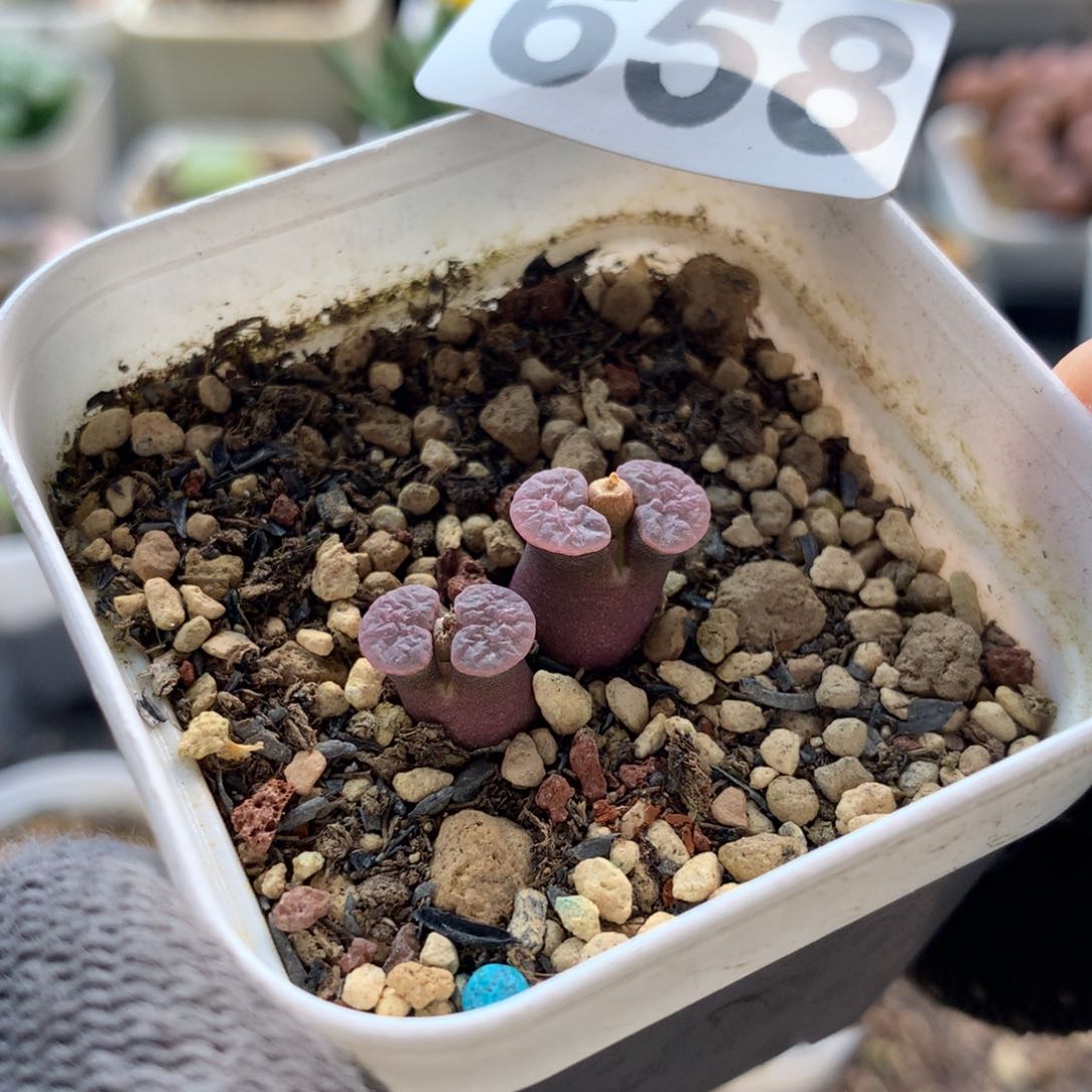 温*658磁铁风铃母本