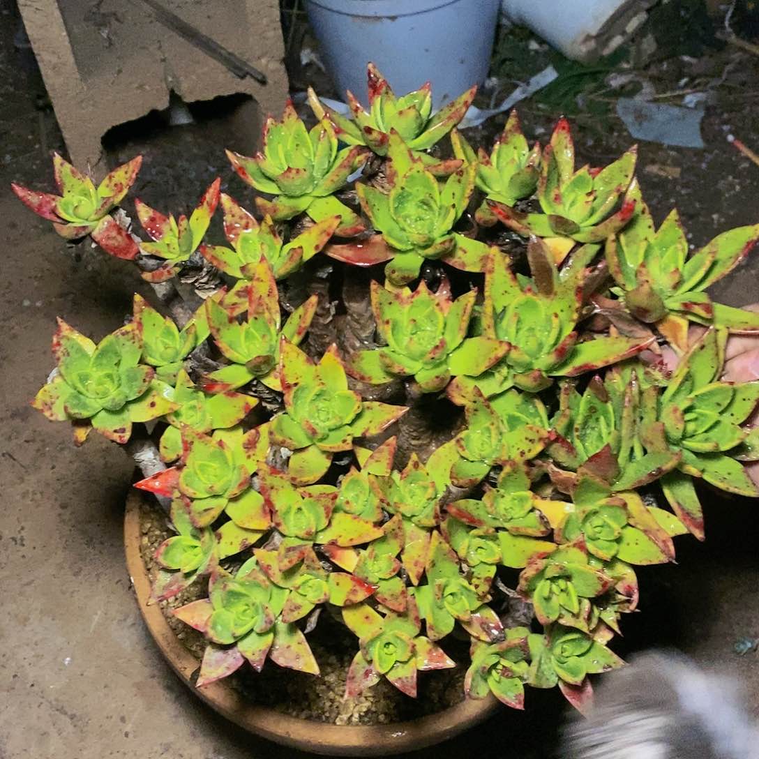 【闪购商品】哈哈哈哈帕么瑞1311多肉瑕疵