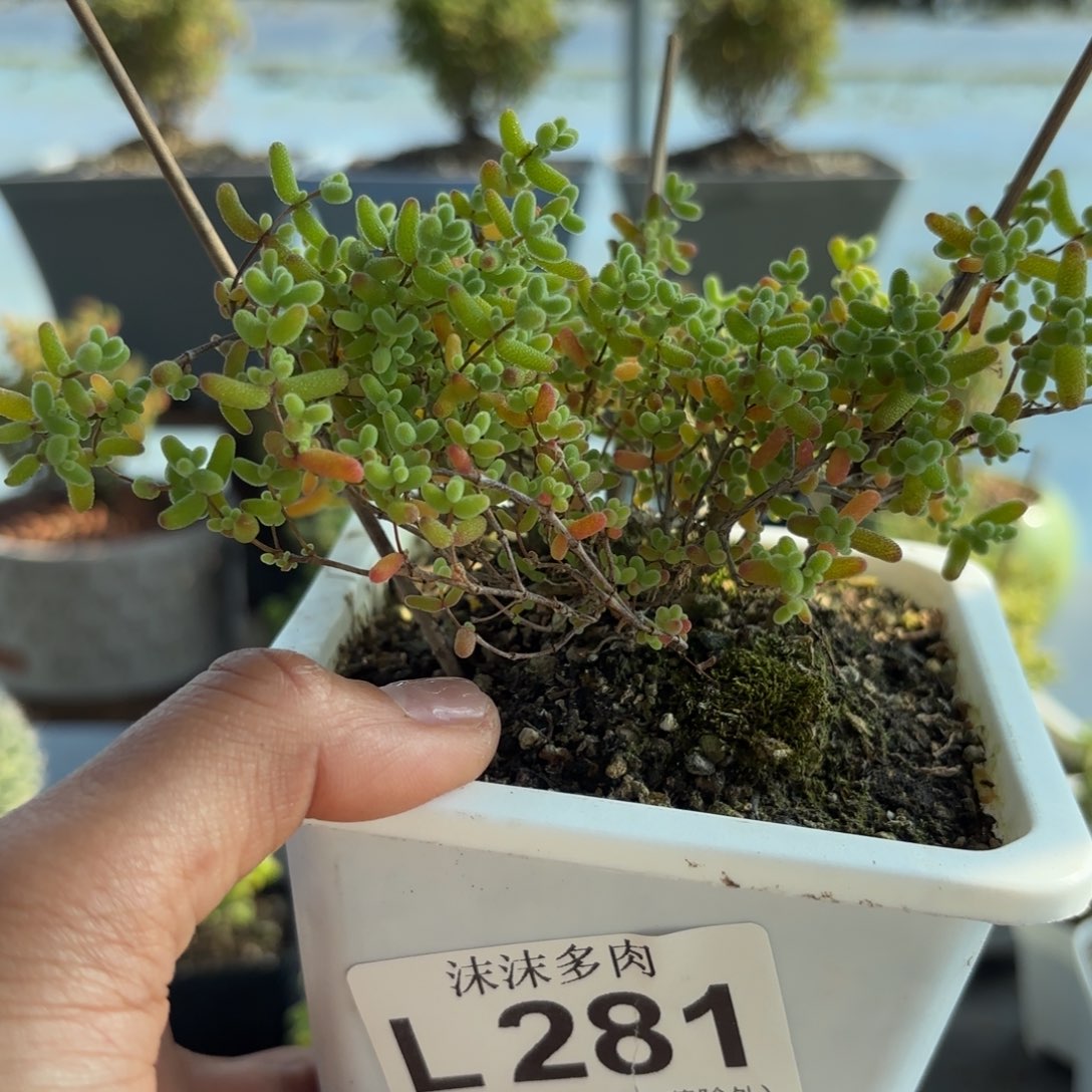 281蜜橘糖球福利炸