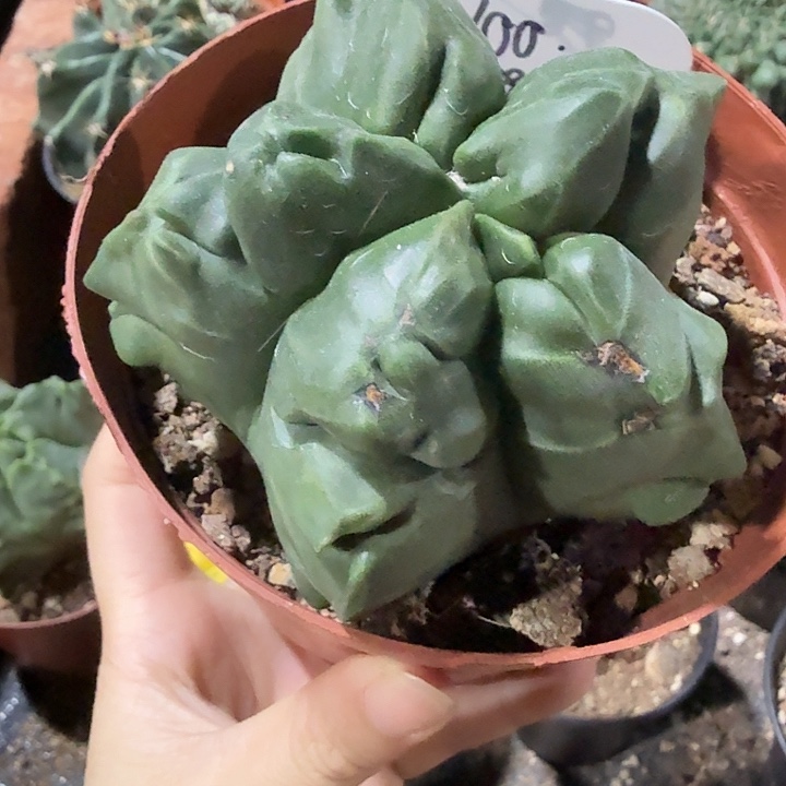 鸾凤玉一物一拍实生