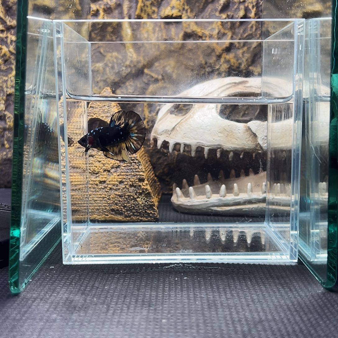 斗鱼精品精品可怕精品
