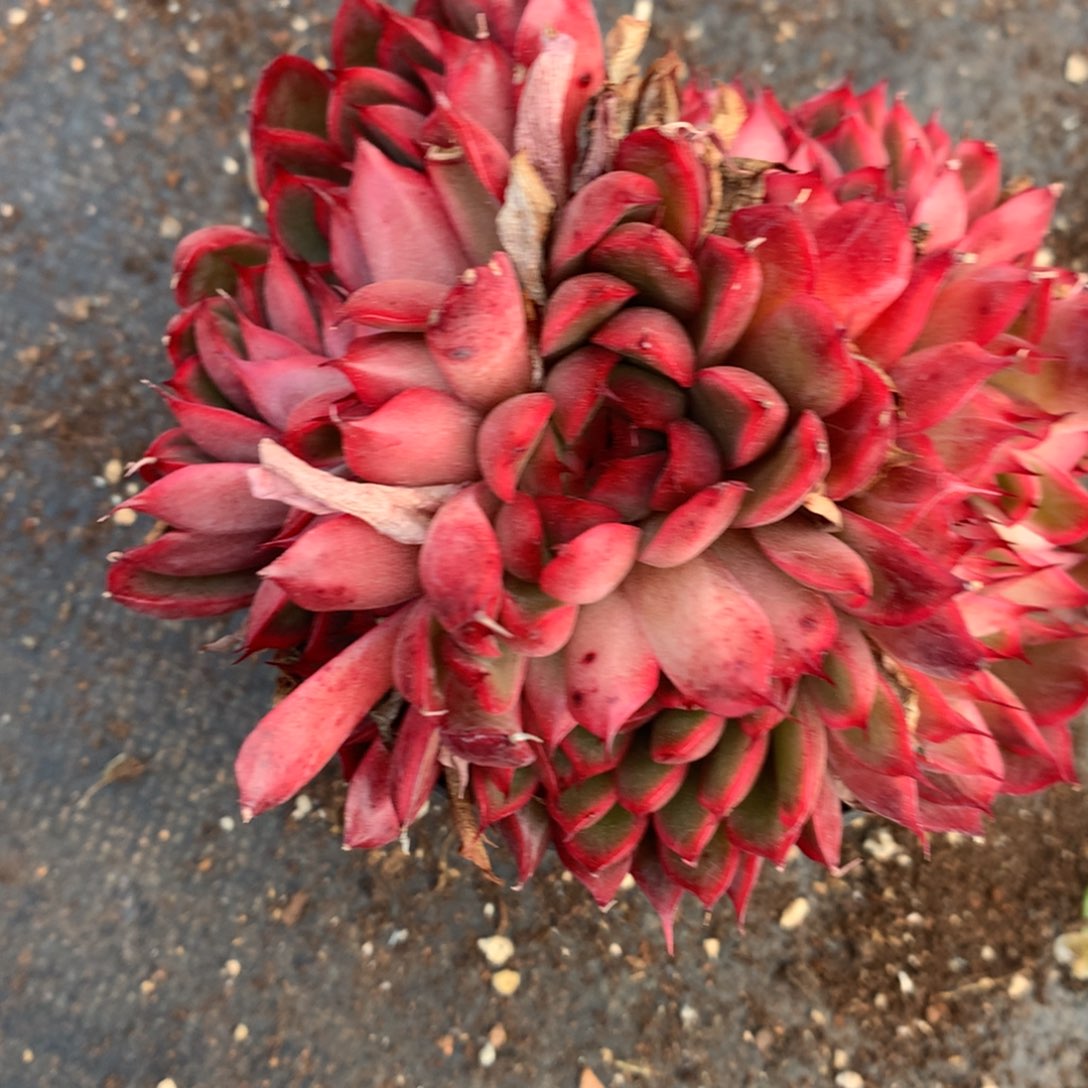  5522杂交精品基地10厘米