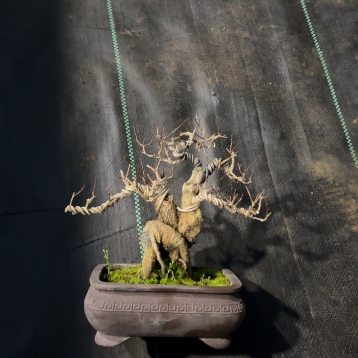 点*石榴盆景石榴盆景