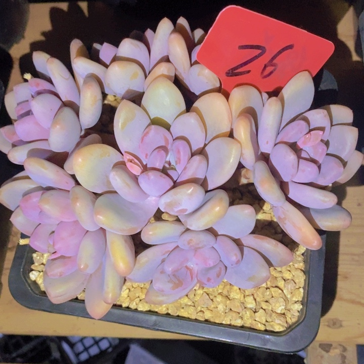 是啊就是想见一看