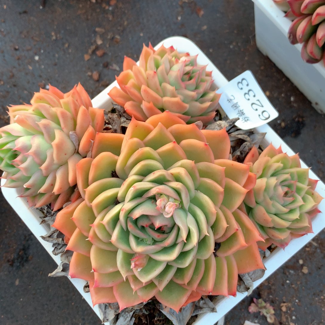 6233不包整散掉头不售后