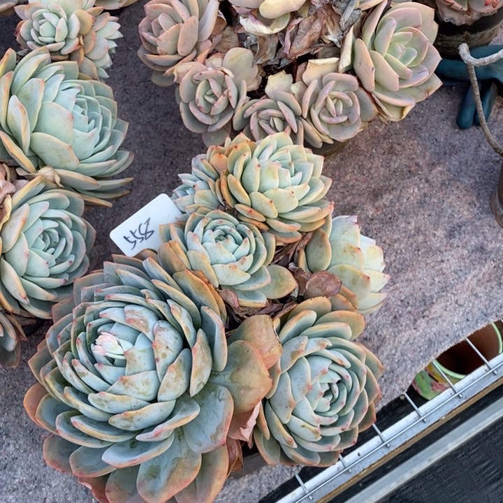 558凤橙肉肉肉肉肉肉