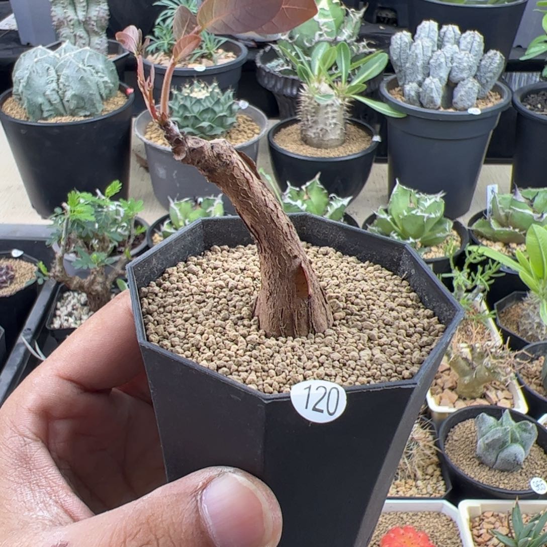 奇异油柑实生一物一拍