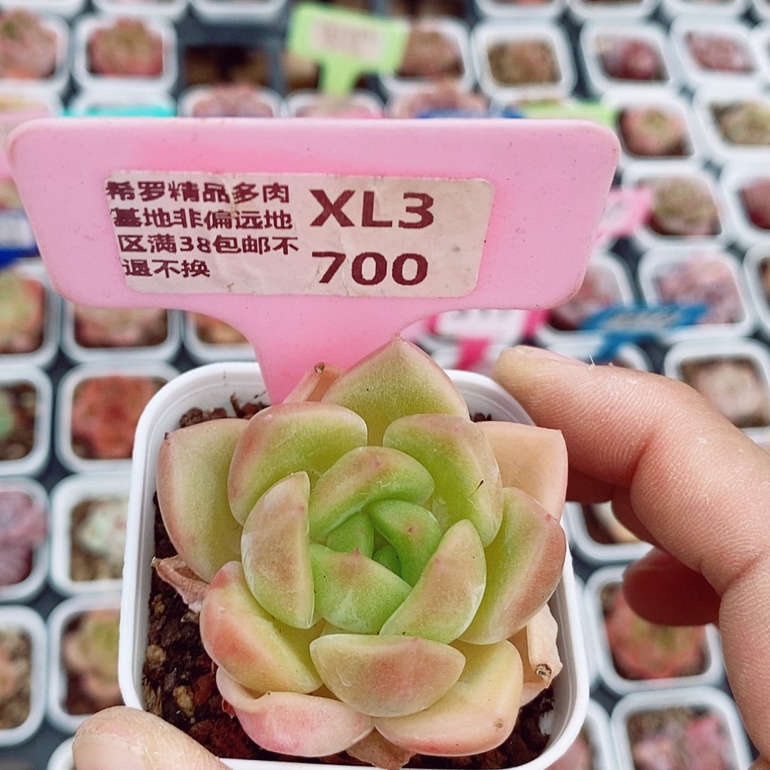 新品4-5cm多肉植物