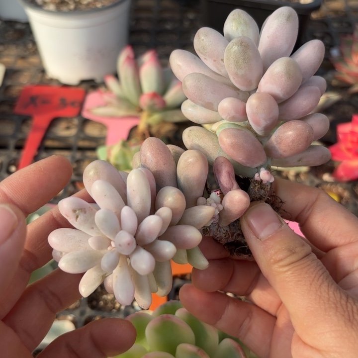 汤圆锦多肉植物啊