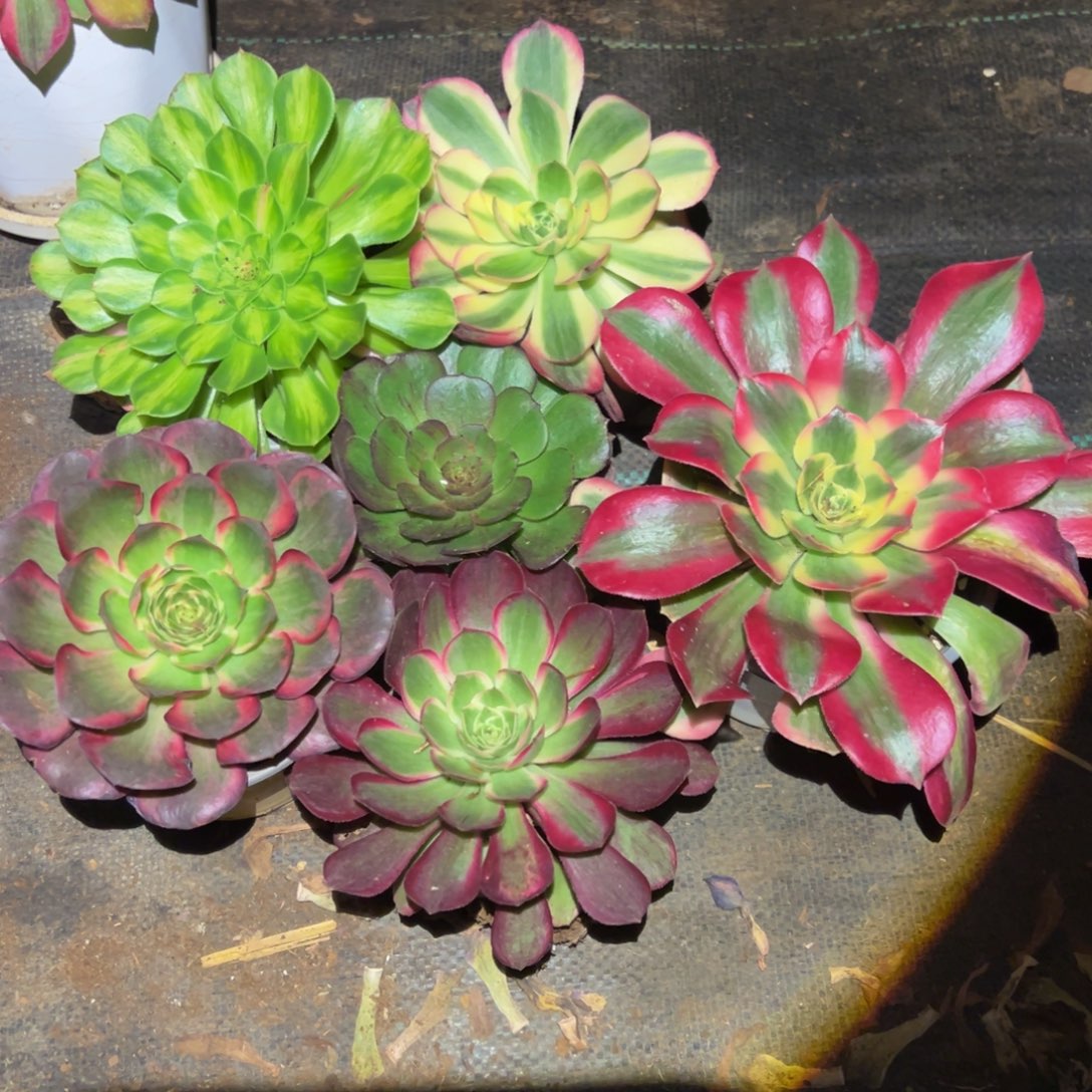 黄****多肉植物00六颗小的